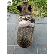 HARNAIS VESTE ENOLA POUR BOULEDOGUE FRANCAIS MILK AND PEPPER