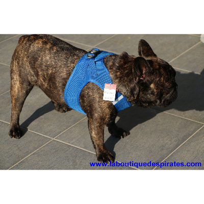 HARNAIS VESTE CURLI BLEU BOULEDOGUE