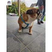 HARNAIS EN H BLEU TURQUOISE BOULEDOGUE ANGLAIS