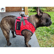 HARNAIS VESTE SIDONIE POUR BOULEDOGUE