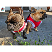 HARNAIS VESTE JULES POUR BOULEDOGUE FRANCAIS MILK AND PEPPER