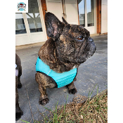 HARNAIS VESTE MUSHER AQUA BOULEDOGUE FRANCAIS
