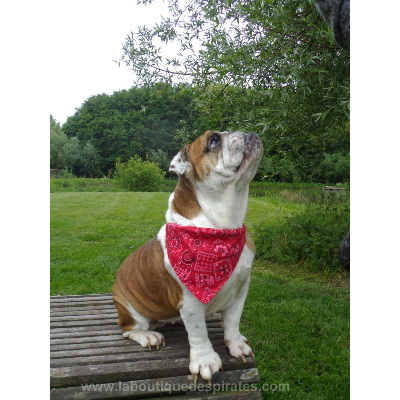 COLLIER BANDANA STAR ROUGE BOULEDOGUE