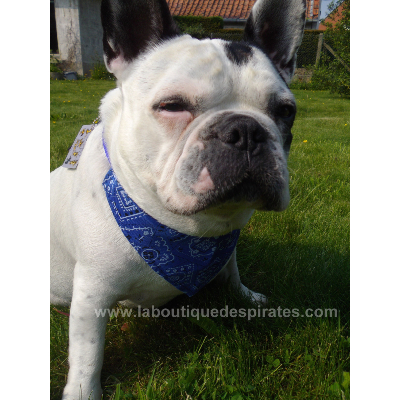 COLLIER BANDANA STAR BLEU BOULEDOGUE