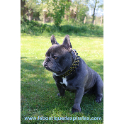 COLLIER EN CUIR PIRATE POUR CHIEN