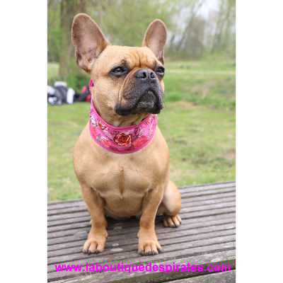 COLLIER RAFRAICHISSANT ROSE BOULEDOGUE