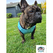 HARNAIS VESTE JAYDEN MILK & PEPPER POUR BOULEDOGUE