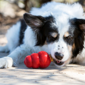 KONG SNACK POUR CHIEN ADULTE