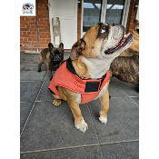 MANTEAU COSTAUD SAUMON SPECIAL BOULEDOGUE ANGLAIS