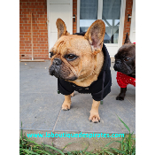 SWEAT A CAPUCHE OZZY POUR BOULEDOGUE