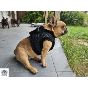 HARNAIS VESTE  JAKE POUR BOULEDOGUE FRANCAIS MILK AND PEPPER