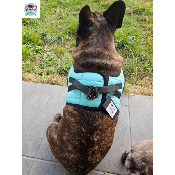HARNAIS VESTE MUSHER AQUA BOULEDOGUE FRANCAIS
