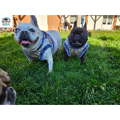 HARNAIS VESTE JUDY POUR BOULEDOGUE FRANCAIS MILK AND PEPER
