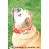 COLLIER A FLEURS BOULEDOGUE