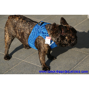 HARNAIS VESTE CURLI BLEU BOULEDOGUE