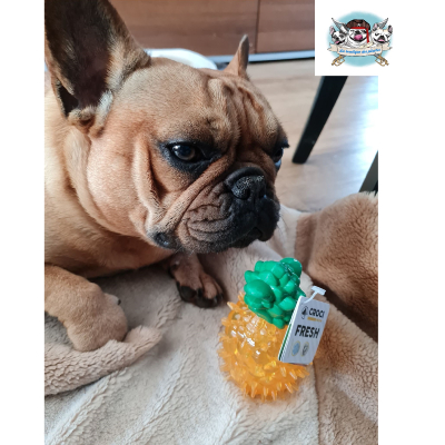 JOUET FRUIT RAFRAICHISSANT POUR BOULEDOGUE