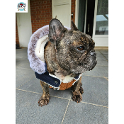DOUDOUNE VIKAS POUR BOULEDOGUE FRANCAIS