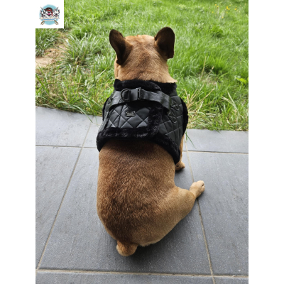 HARNAIS VESTE  JAKE POUR BOULEDOGUE FRANCAIS MILK AND PEPPER