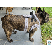 HARNAIS VESTE LOUIS POUR BOULEDOGUE FRANCAIS MILK AND PEPPER