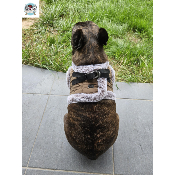 HARNAIS VESTE LOUIS POUR BOULEDOGUE FRANCAIS MILK AND PEPPER