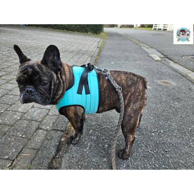 HARNAIS VESTE MUSHER AQUA BOULEDOGUE FRANCAIS