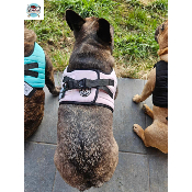 HARNAIS VESTE MUSHER ROSE BOULEDOGUE FRANCAIS