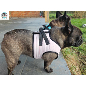 HARNAIS VESTE MUSHER ROSE BOULEDOGUE FRANCAIS