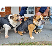 IMPERMEABLE STUART POUR BOULEDOGUE ANGLAIS