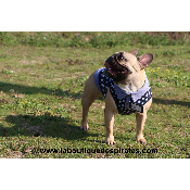 POLO REEF MP POUR BOULEDOGUE