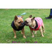 DOUDOUNE WOOF POUR BOULEDOGUE