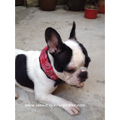 COLLIER RAFRAICHISSANT ROUGE BOULEDOGUE