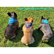 BANDANA CAPOEIRA POUR BOULEDOGUE