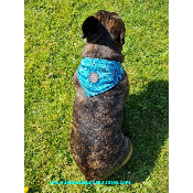 BANDANA CAPOEIRA POUR BOULEDOGUE