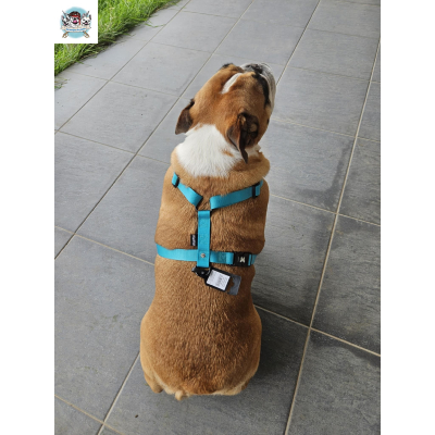 HARNAIS EN H BLEU TURQUOISE BOULEDOGUE ANGLAIS