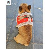 HARNAIS VESTE PERCY POUR BOULEDOGUE FRANCAIS