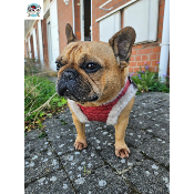 HARNAIS VESTE SOLENE POUR BOULEDOGUE FRANCAIS
