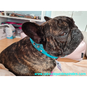 COLLIER REBELLE BLEU POUR BOULEDOGUE