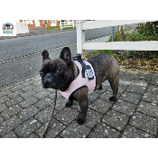 HARNAIS VESTE MUSHER ROSE BOULEDOGUE FRANCAIS