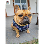 HARNAIS VESTE TORTUE MARINE POUR BOULEDOGUE