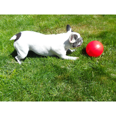 BALLE BOOMER POUR BOULEDOGUE