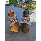HARNAIS VESTE MILENA POUR BOULEDOGUE FRANCAIS