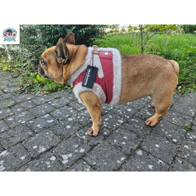 HARNAIS VESTE SOLENE POUR BOULEDOGUE FRANCAIS