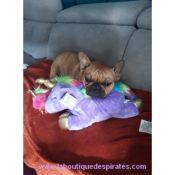 PELUCHE LICORNE POUR BOULEDOGUE