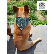 COLLIER BANDANA STAR VERT BOULEDOGUE