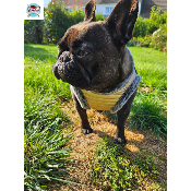 HARNAIS VESTE JUDY POUR BOULEDOGUE FRANCAIS MILK AND PEPER