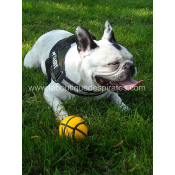 BALLES KONG SPORT POUR CHIEN