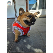 HARNAIS VESTE PERCY POUR BOULEDOGUE FRANCAIS