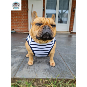 HARNAIS VESTE MARIN POUR BOULEDOGUE