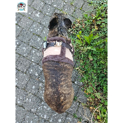 HARNAIS VESTE MONTY POUR BOULEDOGUE FRANCAIS 
