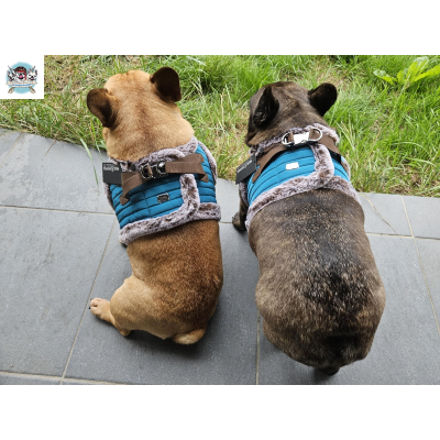 HARNAIS VESTE DAMON POUR BOULEDOGUE FRANCAIS MILK AND PEPPER